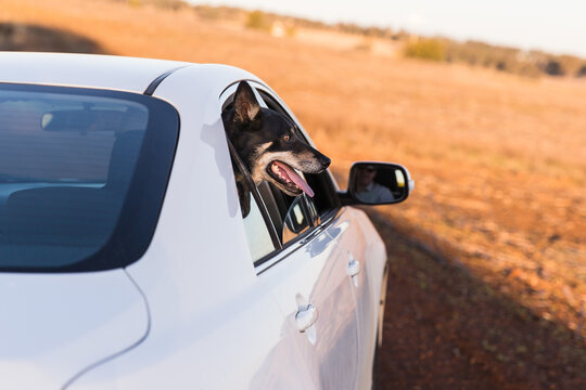 Kelpie panting with head out of car window on dirt road