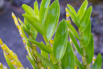 endrobium nobile, commonly known as the noble dendrobium, is a member of the family Orchidaceae....