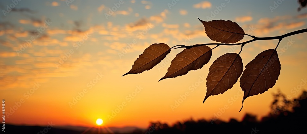 Poster Sunset in the evening silhouette picture of the leaf. Creative banner. Copyspace image
