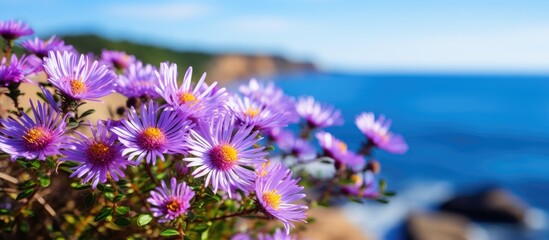Aster tripolium violet flowers beautifuk wild nature macro bokeh photography Wild garden seaside inspiration. Creative banner. Copyspace image