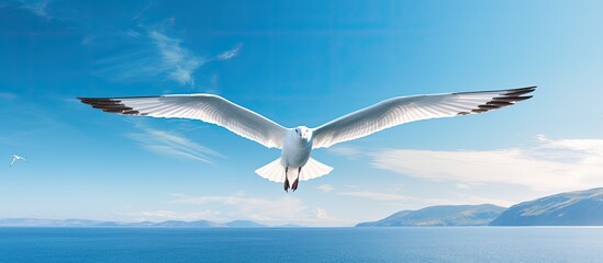 Seagull is flying in the sky. Creative banner. Copyspace image