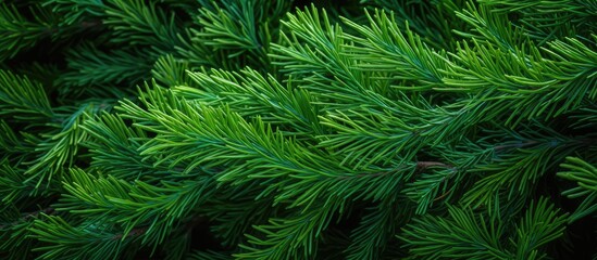 Close Up Fresh Green leaves of Juniper fir Juniperus Chinensis dragon pine the beauty of nature background texture of the juniper branches. Creative banner. Copyspace image