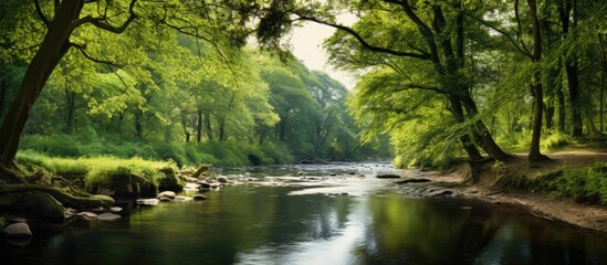 Summer natural landscape with a small forest river and overgrown banks. Creative banner. Copyspace image