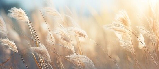 Soft grasses swaying gently blurred when the wind in the morning. Creative banner. Copyspace image
