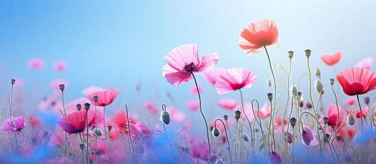 Field of pink poppies and cornflowers blossoming in the summer. Creative banner. Copyspace image
