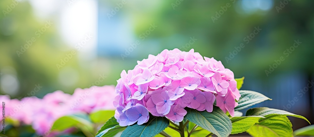 Aufkleber the hydrangea macrophylla flower at nature background. creative banner. copyspace image