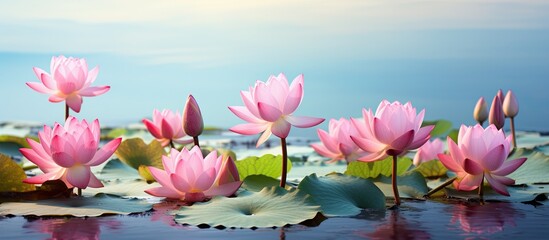 Nymphaea lotus Beautiful lotus buds. Creative banner. Copyspace image