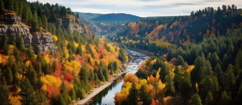 Top down view of forest trees in spearfish canyon SD. Creative banner. Copyspace image