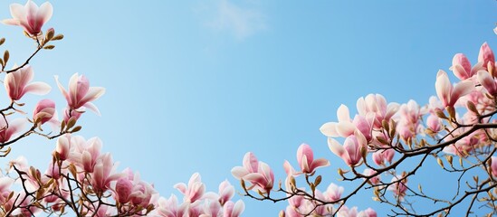 Branches of the blossoming pink magnolia against the background of the blue sky. Creative banner. Copyspace image