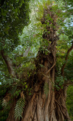 Big old and tall tree in the forest jungle