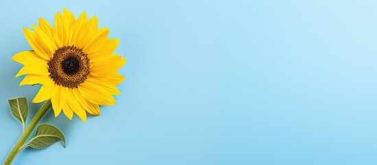 Obraz premium Sunflower light blue background yellow flower. Creative banner. Copyspace image