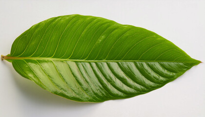 Obraz premium ナチュラル グリーン 自然 フレッシュ リラクゼーション エコロジー ヘルシー クリーン サステナビリティー 環境 木漏れ日 森林浴 リフレッシュ ヒーリング 自然療法