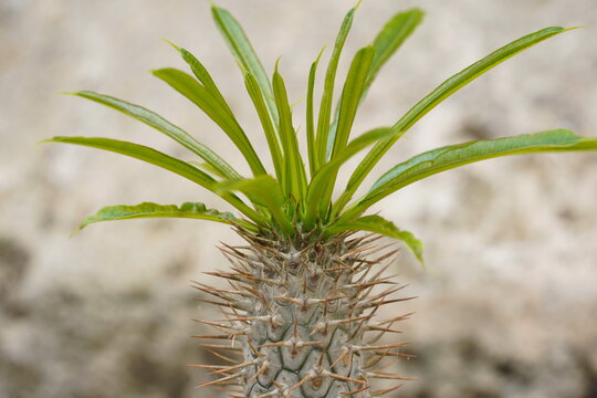 Pachypodium Lamerei plants Green Madagascar Palm leaves with prickly stems in the garden