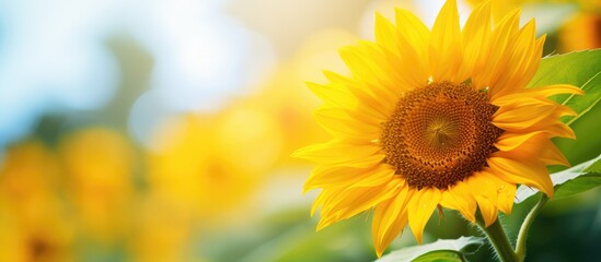 Obraz premium Close Up View of Sunflower. Creative banner. Copyspace image