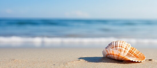 Obraz premium An alone shell on the beach. Creative banner. Copyspace image
