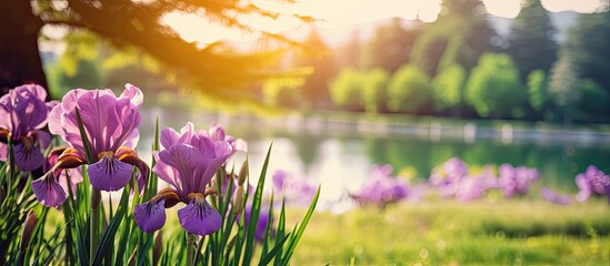 Spring Purple Iris in a Park. Creative banner. Copyspace image