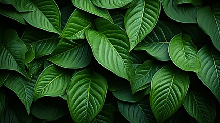 Obraz premium Intricate patterns of veins on a vibrant green leaf, showcasing the mesmerizing complexity of botanical design. Painting Illustration style, Minimal and Simple,