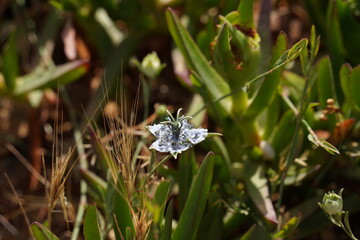 Nigella arvensis - wild plant. Plant blooming in spring.