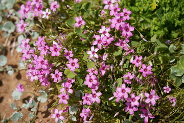 Oxalis articulata flowering on a vibrant spring meadow, showcasing delicate pink blooms.