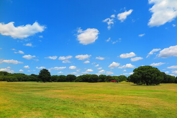 夏の空緑でいっぱいの広場の公園の風景3