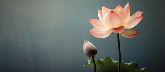A lotus flower in early puberty buds. Creative banner. Copyspace image - Powered by Adobe