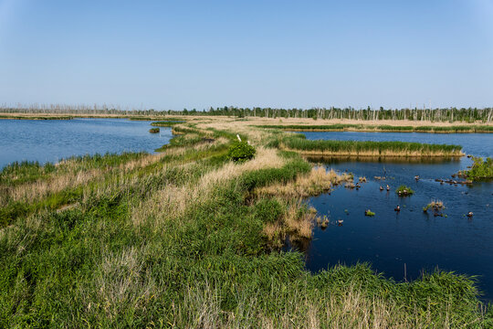 Naturschutzgebiet Anklamer Stadtbruch in der Abendsonne