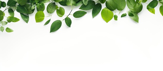 Green leaves on a white background. Creative banner. Copyspace image