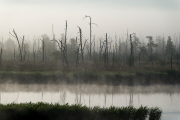 Naturschutzgebiet Anklamer Stadtbruch am Morgen im Frühjahr