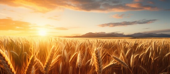 A general view of wheat field at the sunset. Creative banner. Copyspace image - Powered by Adobe