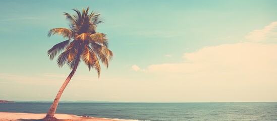 coconut tree at tropical coast made with Vintage Tones Warm tones. Creative banner. Copyspace image