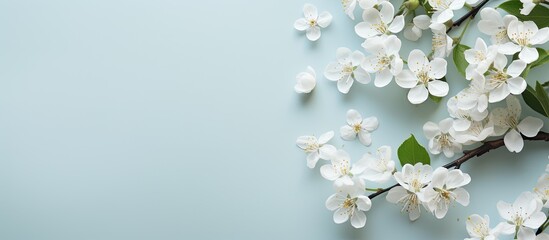 WHITE FLOWERS. Creative banner. Copyspace image