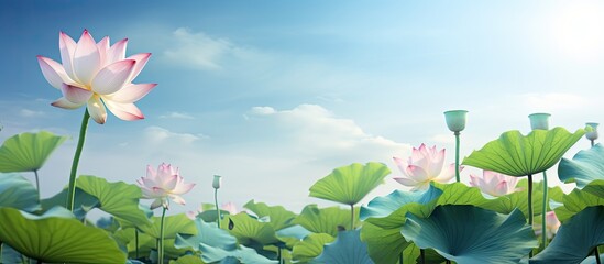 Lotus flower and Lotus flower plants. Creative banner. Copyspace image