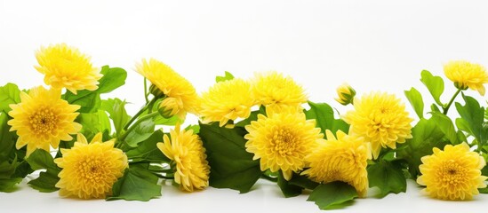 Yellow Chrysanthemum and green leaves on white background. Creative banner. Copyspace image