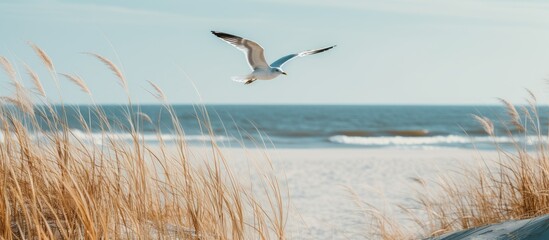 Seagull flying over sea oats. Creative banner. Copyspace image