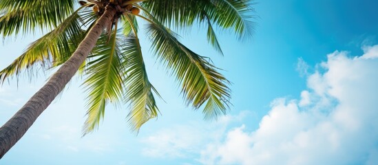 Topical coconuts coconut on the coconut tree. Creative banner. Copyspace image