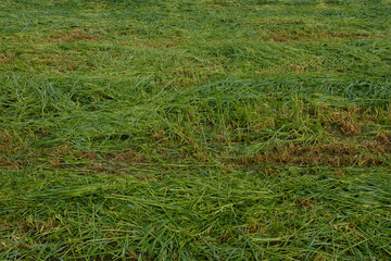 Field of mown green grass, top view. Mown meadow background for publication, poster, calendar, post, screensaver, wallpaper, postcard, banner, cover. High quality photo