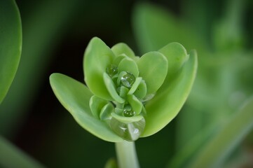 Nahaufnahme von Regentropfen auf zarten gr&uuml;nen Bl&auml;ttern