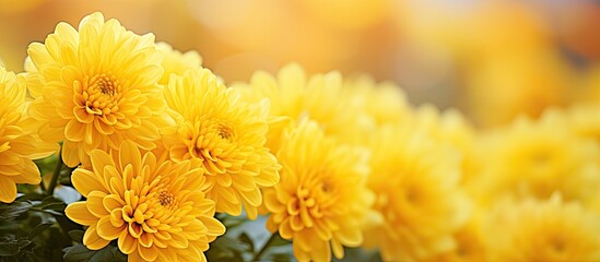 Yellow chrysanthemum flowers Flower close up Floral flowers background. Creative banner. Copyspace image