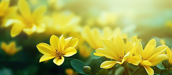 Obraz premium beautiful portrait photo shot of yellow flowers petals sunny bright day green background wallpaper dainty scenery roses sunflower bunch flora botanical. Creative banner. Copyspace image