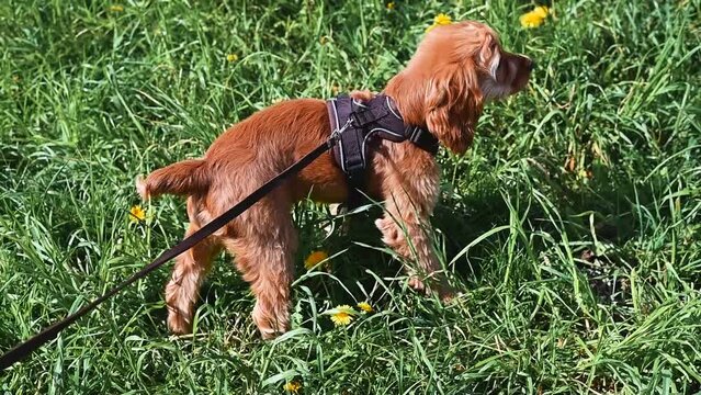 English cocker spaniel puppy in harness walking on green grass outdoors, dog walk on leash