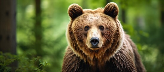 Obraz premium Close up portrait of Brown bear in the summer forest Green forest natural background Scientific name Ursus arctos Natural habitat. Creative banner. Copyspace image