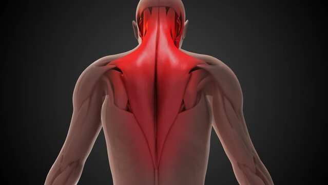 Trapezius muscle anatomy medical animation