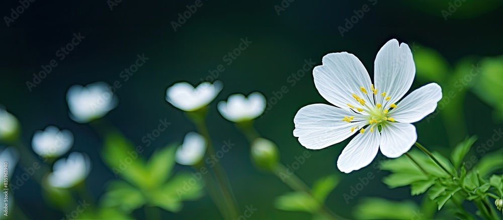 Poster white wildflower in focus with a dark green background that is out of focus. creative banner. copysp