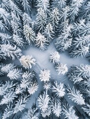 Snow-covered pine forest.