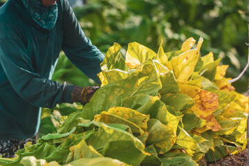 A photograph of a industrial tobacco field