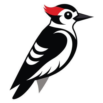 recommend clip art: Solid color Downy Woodpecker animal vector design