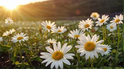 Obraz premium daisies in a field