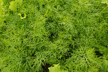 Background of bright green dill and lettuce leaves. Young dill and salad plants. Fennel for...