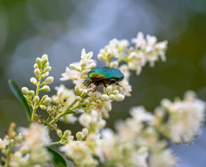 Nahaufnahme eines Rosenk&auml;fer auf einer wei&szlig;en Pflanze 