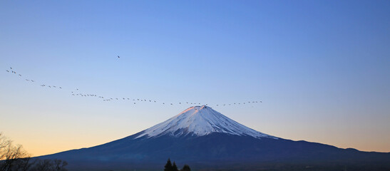 flock of birds flying cross the mt fuji in winter